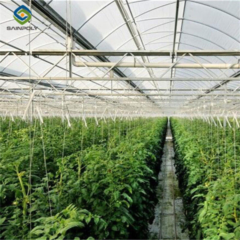 30m/50m/60m Length Galvanized Steel Greenhouse Multi Span Greenhouse