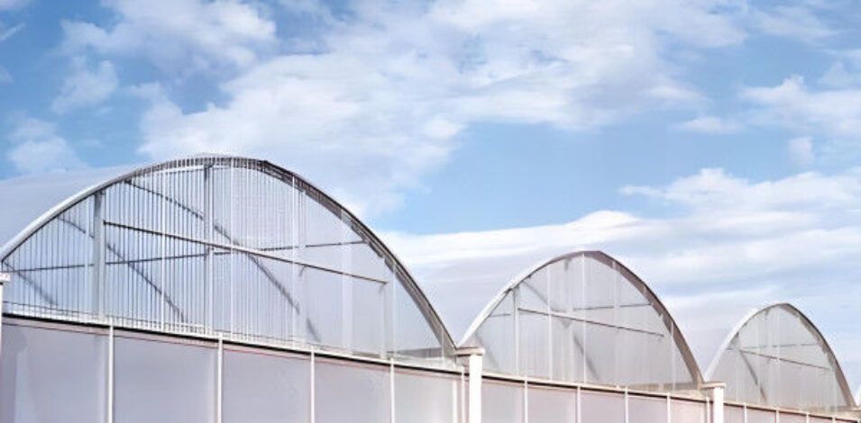 30m/50m/60m Length Galvanized Steel Greenhouse Multi Span Greenhouse
