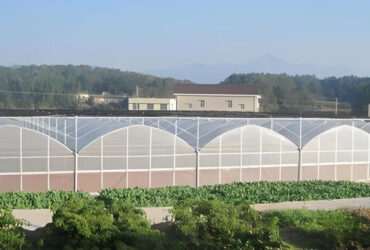 30m/50m/60m Length Galvanized Steel Greenhouse Multi Span Greenhouse