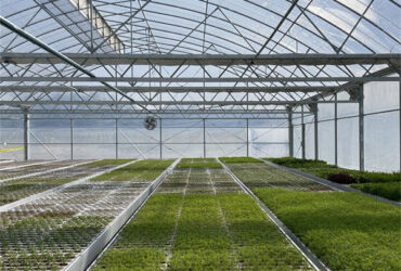 30m/50m/60m Length Galvanized Steel Greenhouse Multi Span Greenhouse
