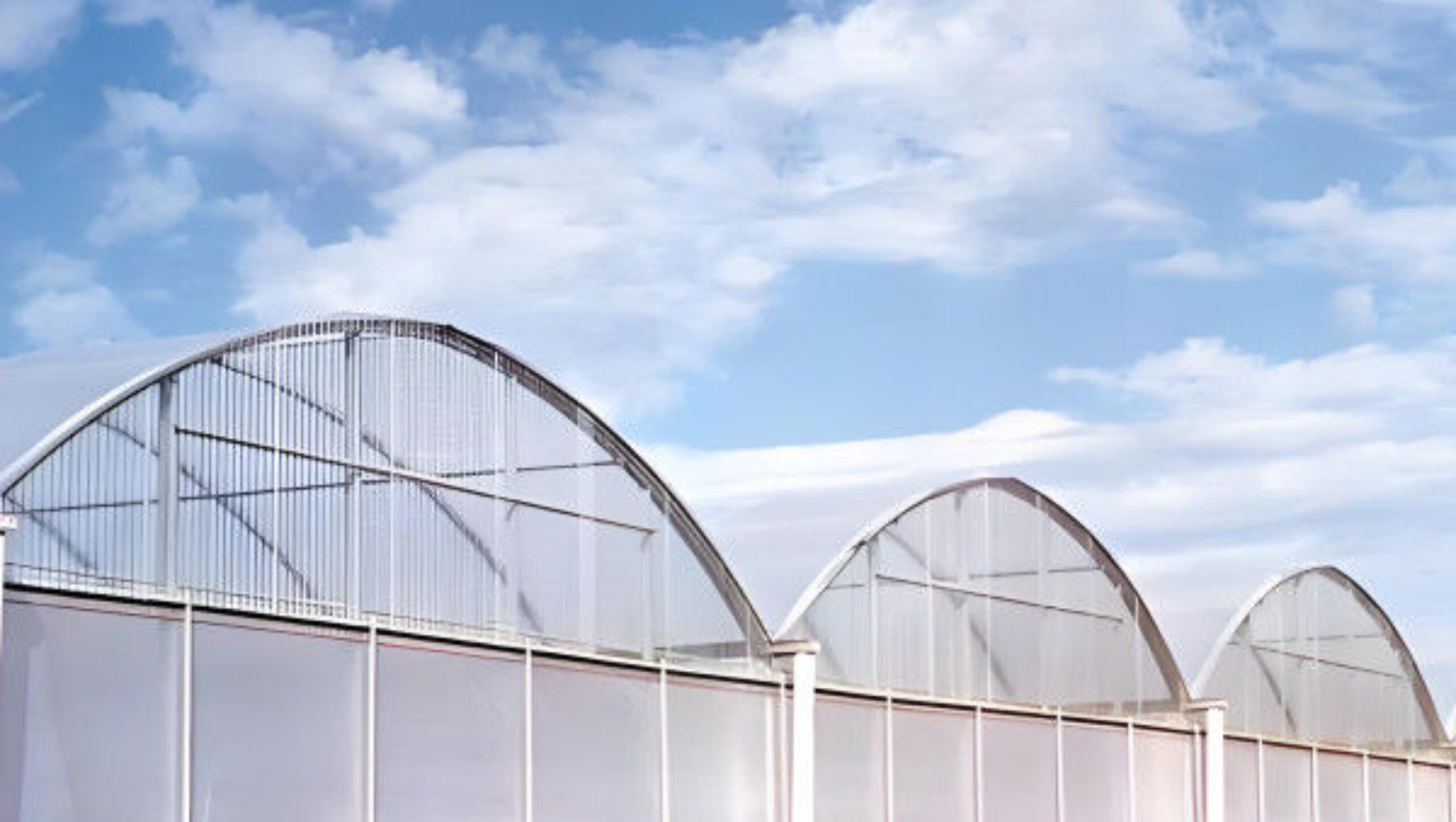 30m/50m/60m Length Galvanized Steel Greenhouse Multi Span Greenhouse