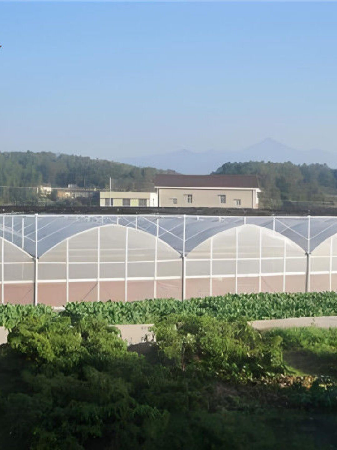 30m/50m/60m Length Multi Span Greenhouse Vegetable Plant Plastic Film Greenhouse