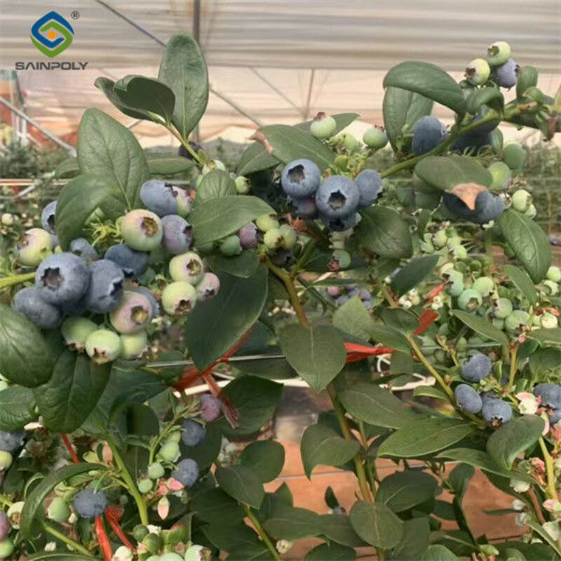 4 Season Heavy Duty Commercial Greenhouse For Agricultural Blueberry Farming