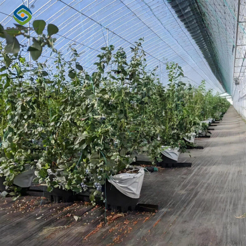 4 Season Heavy Duty Commercial Greenhouse For Agricultural Blueberry Farming