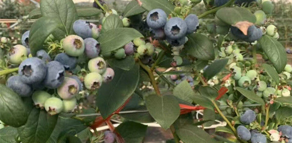 4 Season Heavy Duty Commercial Greenhouse For Agricultural Blueberry Farming