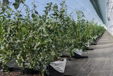 4 Season Heavy Duty Commercial Greenhouse For Agricultural Blueberry Farming