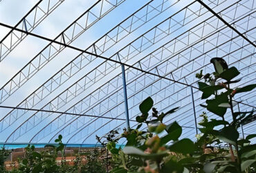 4 Season Heavy Duty Commercial Greenhouse For Agricultural Blueberry Farming