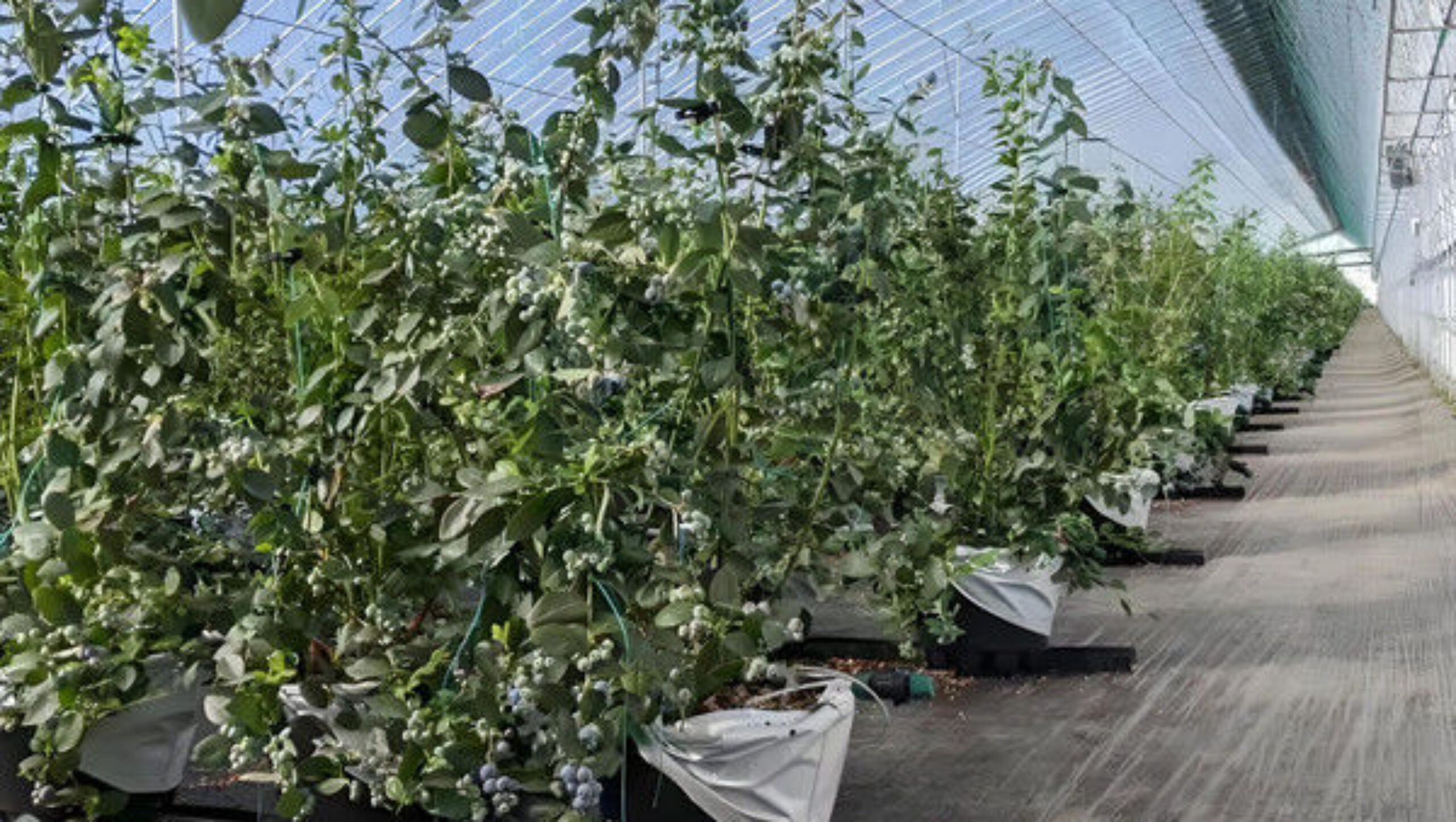 4 Season Heavy Duty Commercial Greenhouse For Agricultural Blueberry Farming