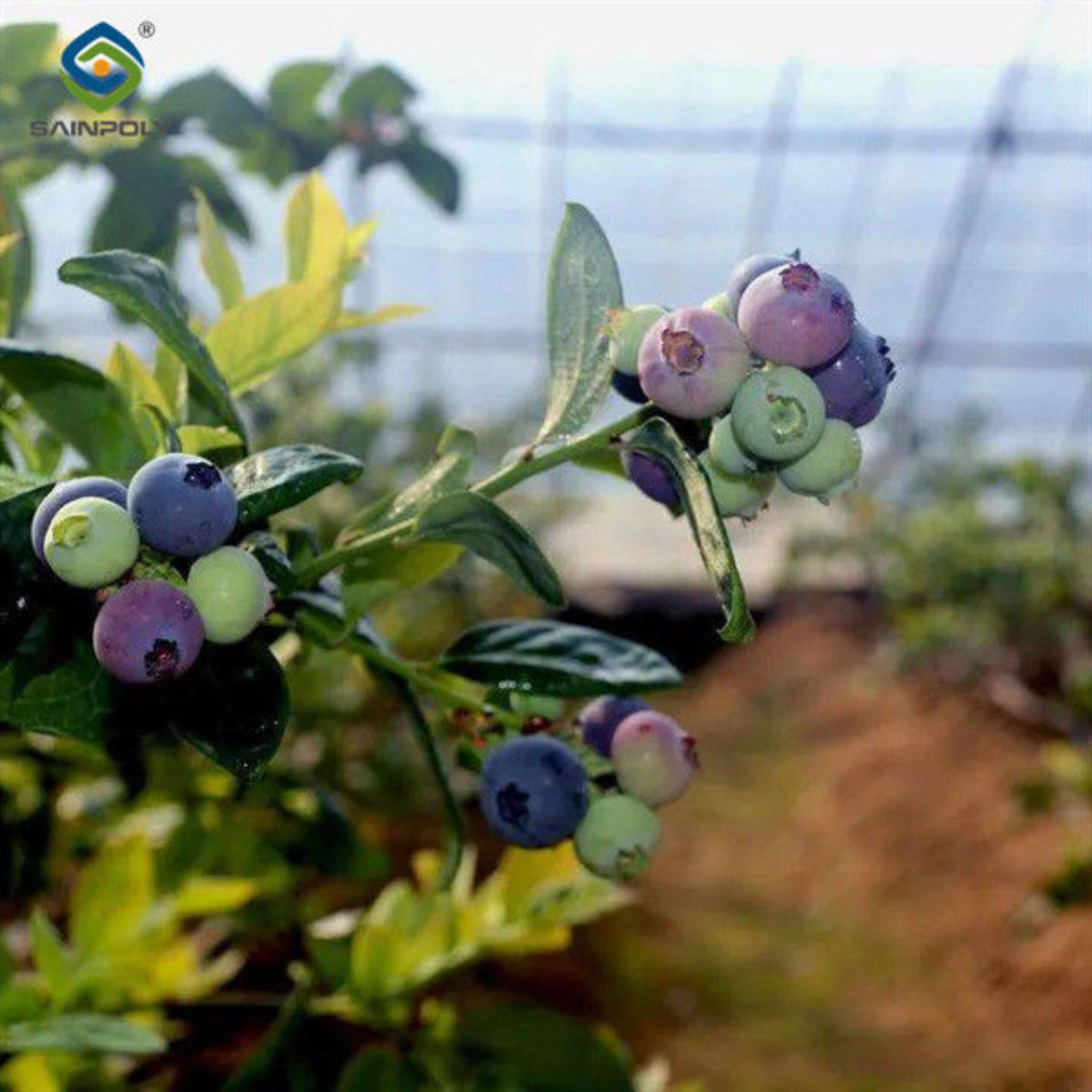 4 Seasons Agricutural Type Blueberry Greenhouse For Planting Single Layer