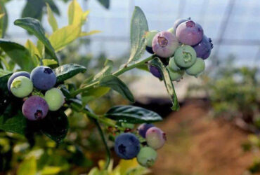 4 Seasons Agricutural Type Blueberry Greenhouse For Planting Single Layer
