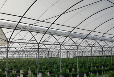 4 Seasons Agricutural Type Blueberry Greenhouse For Planting Single Layer