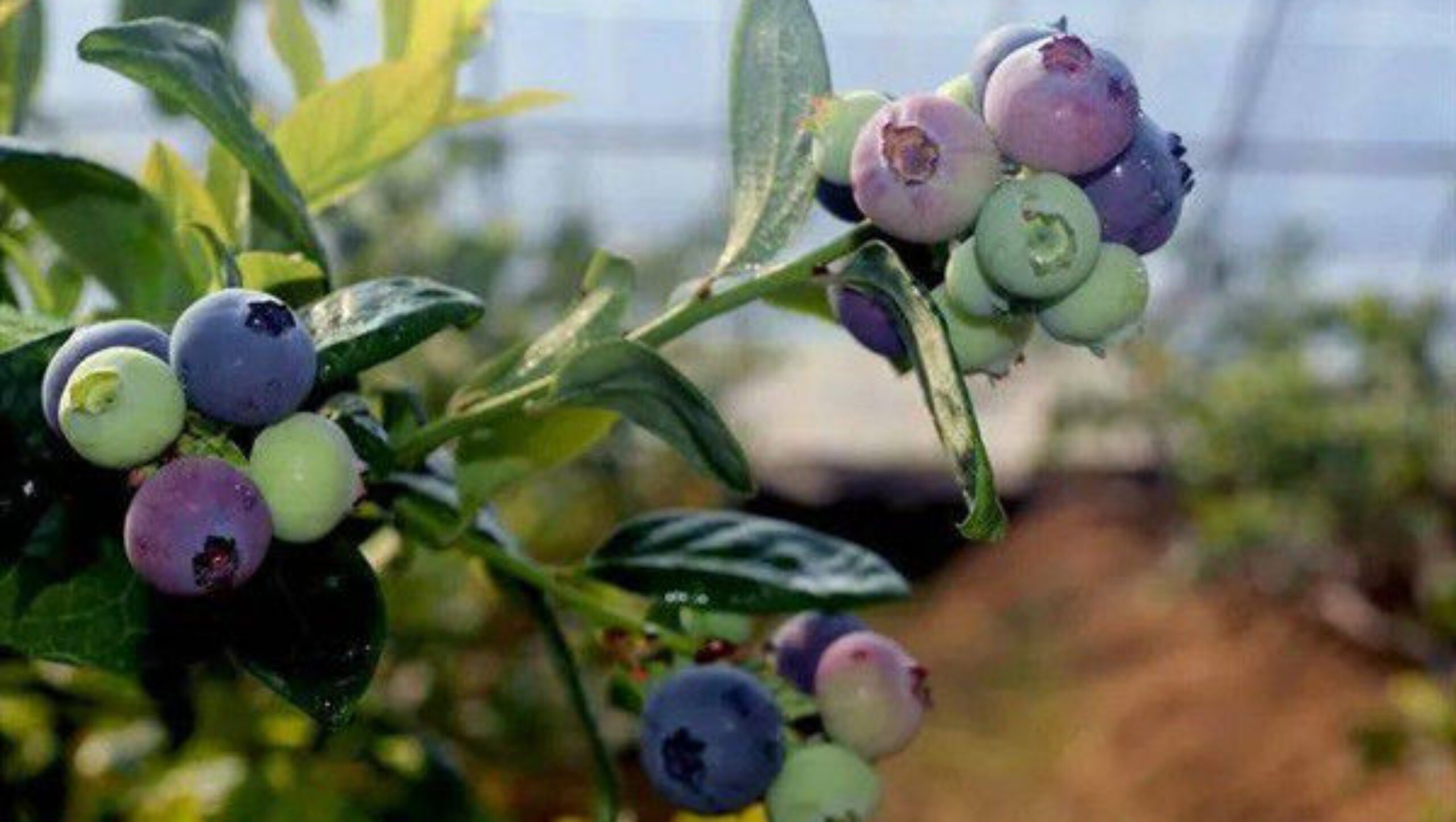 4 Seasons Agricutural Type Blueberry Greenhouse For Planting Single Layer