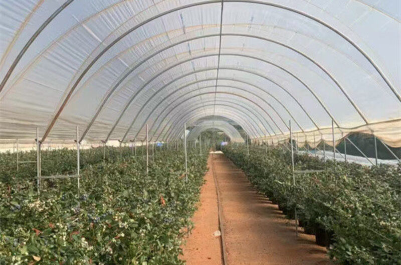 4 Seasons Agricutural Type Blueberry Greenhouse For Planting Single Layer