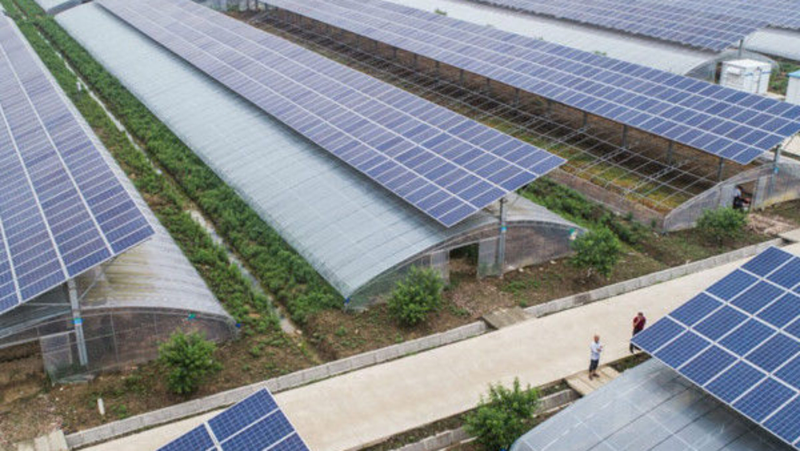 5.5-7.5m Height Photovoltaic Greenhouse With Solar Panel Roof