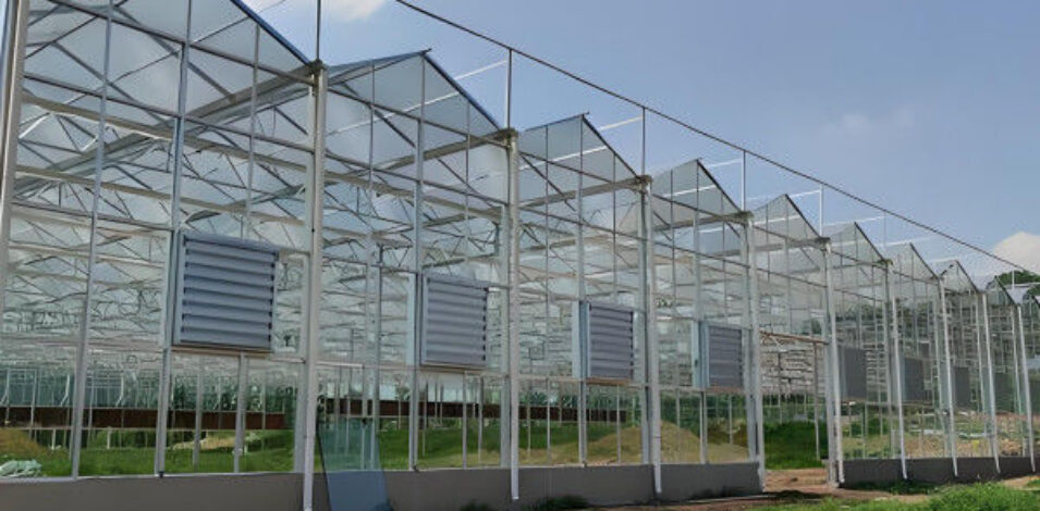 Adjustable Shading Net Venlo Greenhouse Multi Span Glass Green House
