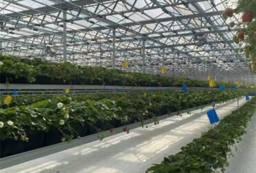 Agricultural Intelligent Strawberry Green House PC Board Greenhouse Eco Friendly