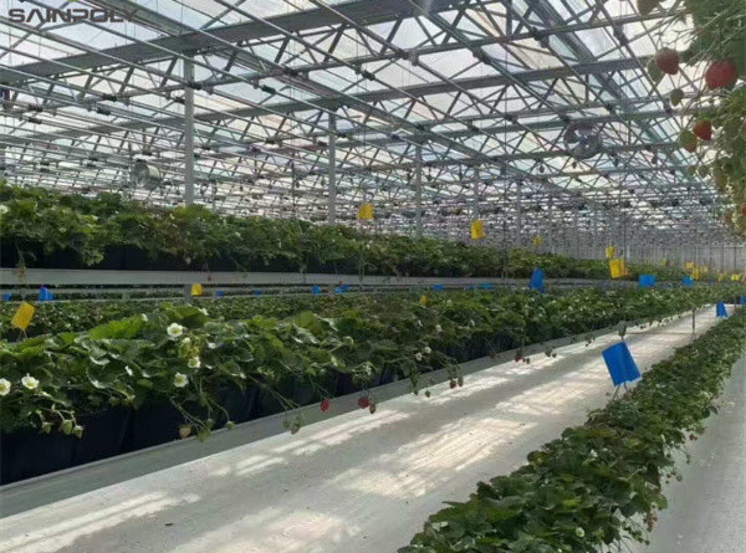 Agricultural Intelligent Strawberry Green House PC Board Greenhouse Eco Friendly