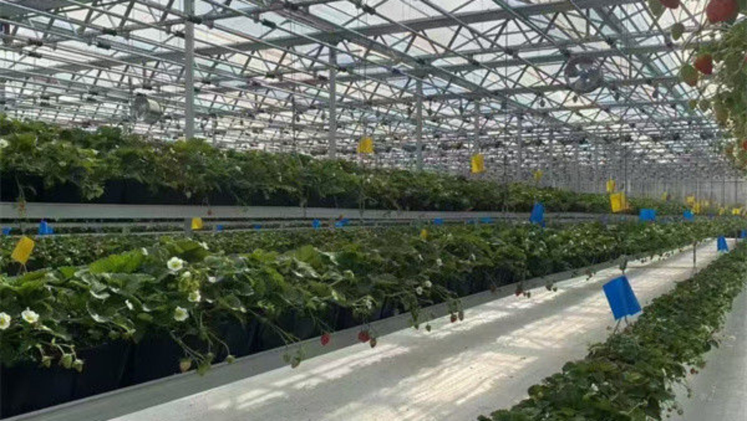 Agricultural Intelligent Strawberry Green House PC Board Greenhouse Eco Friendly