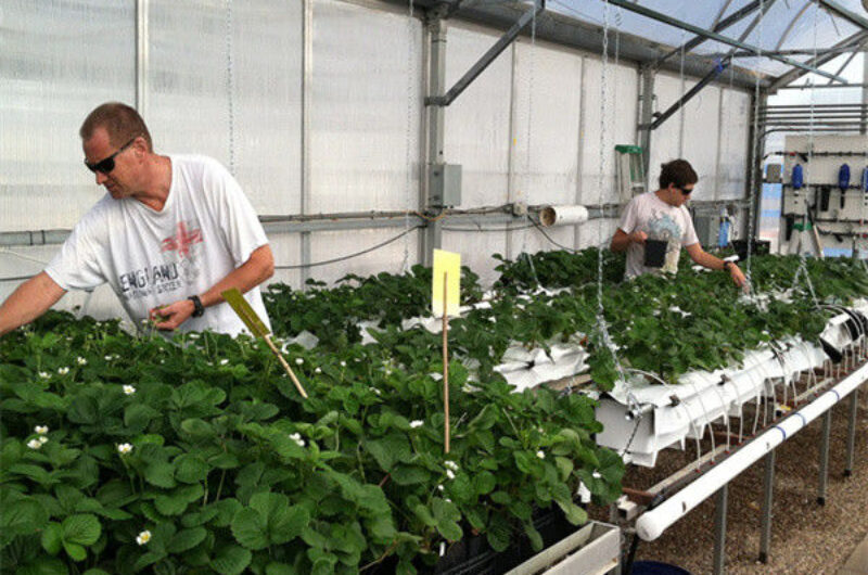 Agricultural Intelligent Strawberry Green House PC Board Greenhouse Eco Friendly