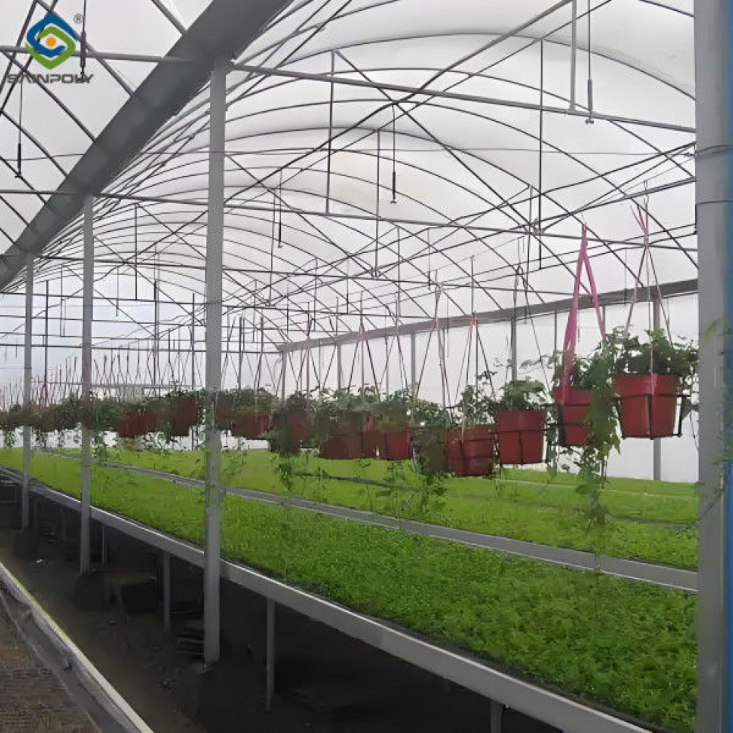 Agricultural Multi Span Greenhouse Strong Structure For Tomato Planting