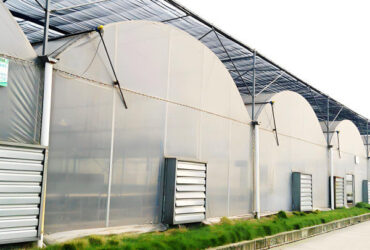 Agricultural Multi Span Greenhouse Strong Structure For Tomato Planting