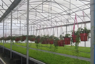 Agricultural Multi Span Greenhouse Strong Structure For Tomato Planting
