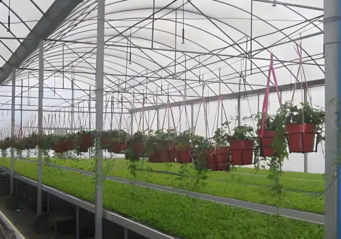 Agricultural Multi Span Greenhouse Strong Structure For Tomato Planting