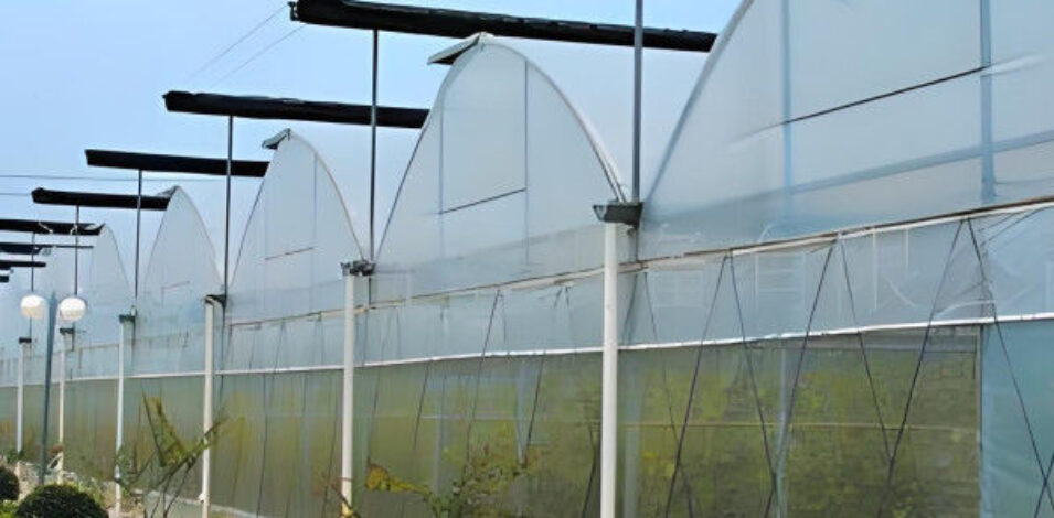 Agricultural Multi Span Poly Film Greenhouse Stable Hydroponic Growing Systems