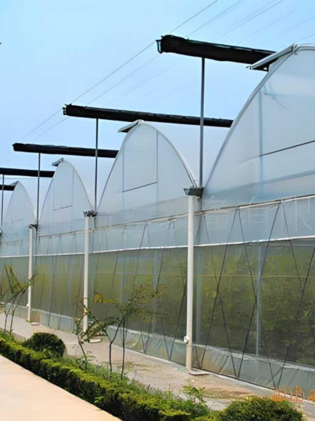 Agricultural Multi Span Poly Film Greenhouse Stable Hydroponic Growing Systems