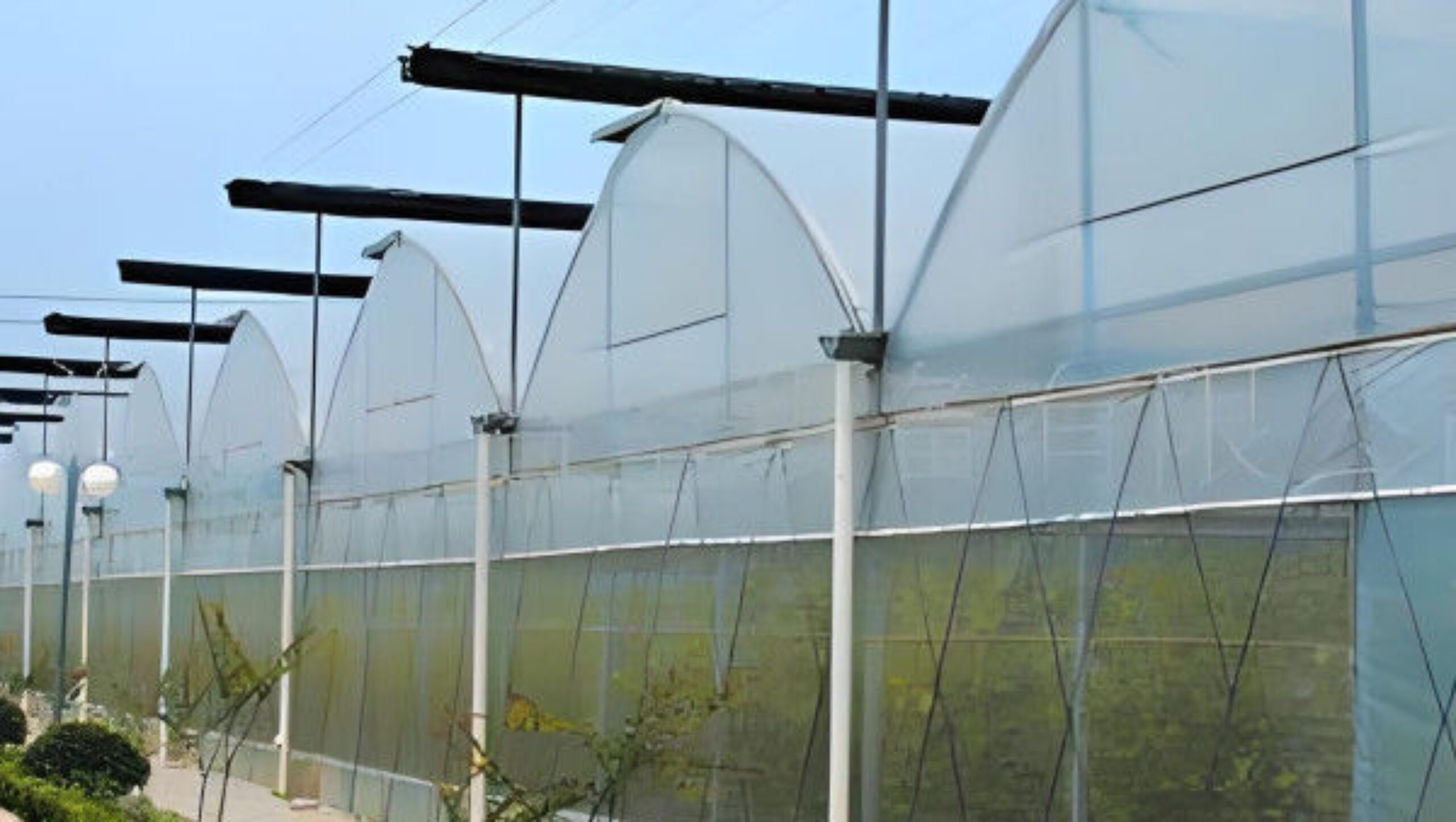 Agricultural Multi Span Poly Film Greenhouse Stable Hydroponic Growing Systems