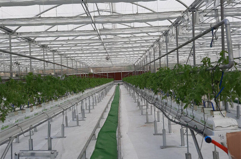 Agricultural Multi Span Poly Film Greenhouse Stable Hydroponic Growing Systems