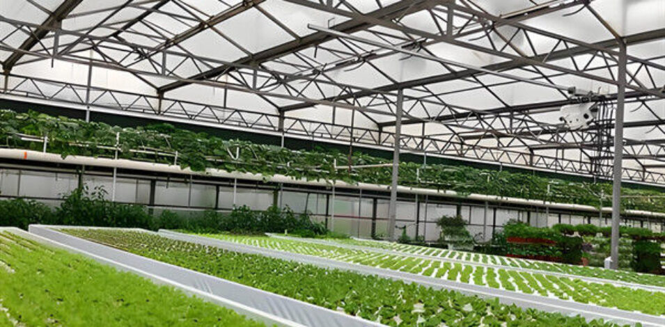 Agricultural Multispan Greenhouse Complete Hydroponic Nft Greenhouse