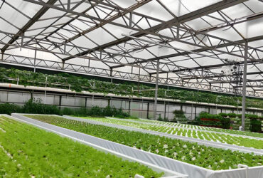 Agricultural Multispan Greenhouse Complete Hydroponic Nft Greenhouse