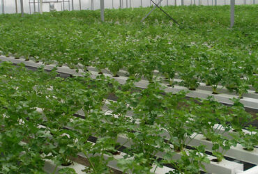 Agricultural Multispan Greenhouse Complete Hydroponic Nft Greenhouse
