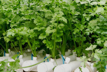 Agricultural Multispan Greenhouse Complete Hydroponic Nft Greenhouse