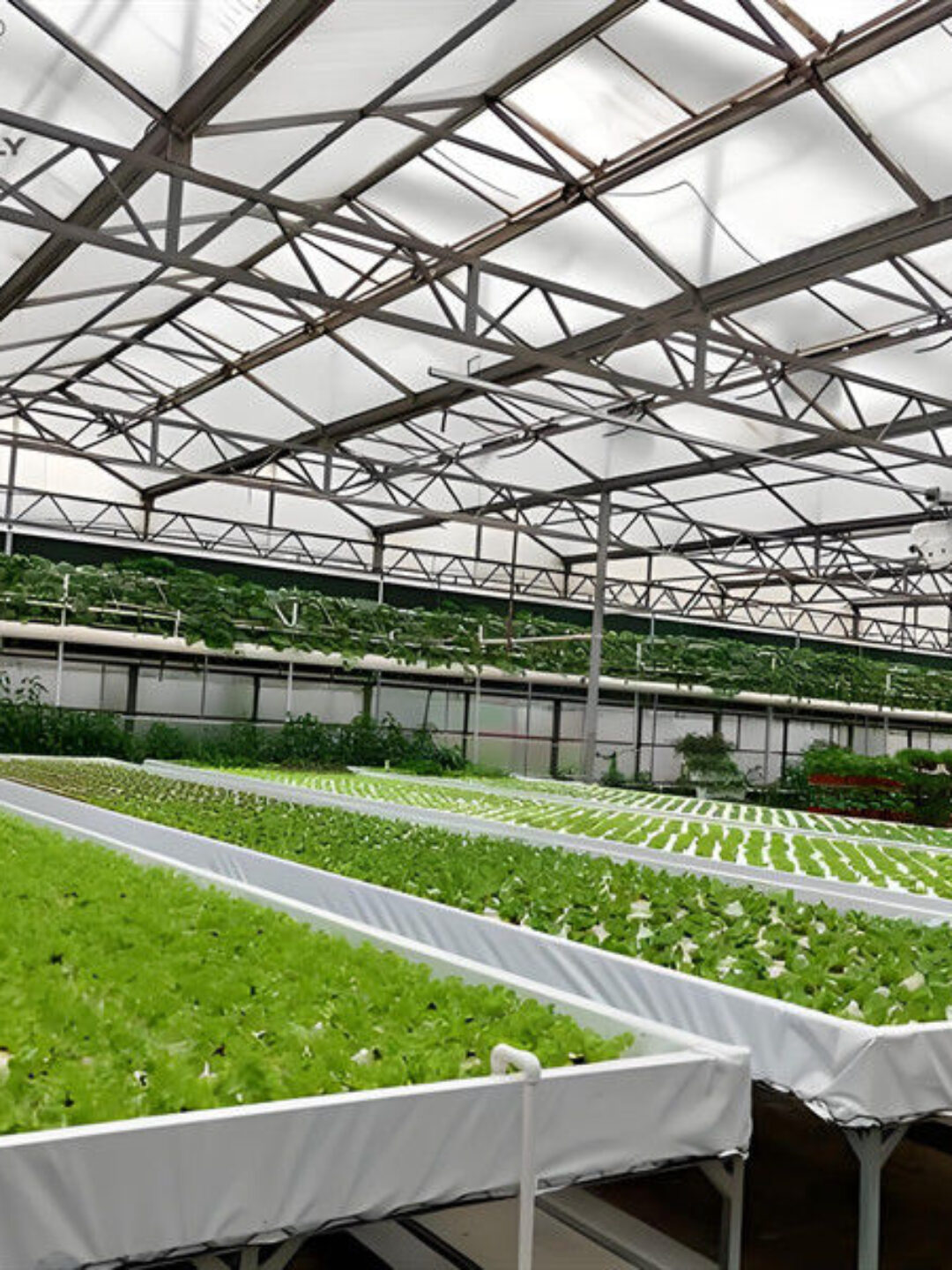 Agricultural Multispan Greenhouse Complete Hydroponic Nft Greenhouse