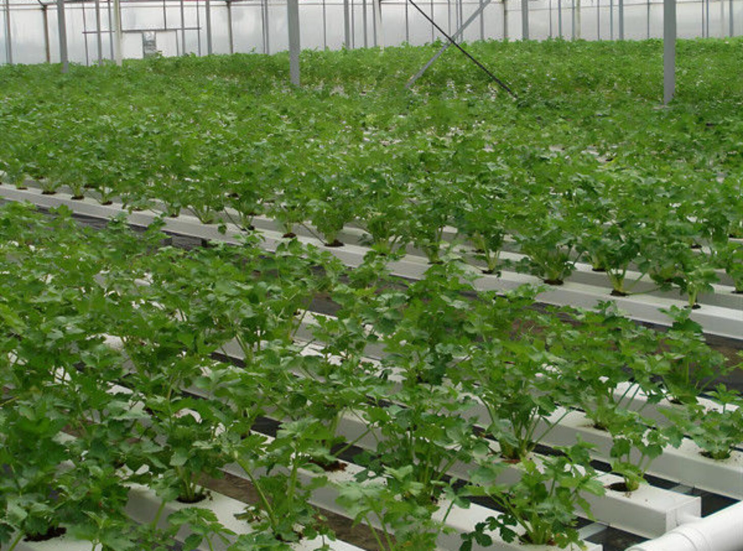 Agricultural Multispan Greenhouse Complete Hydroponic Nft Greenhouse