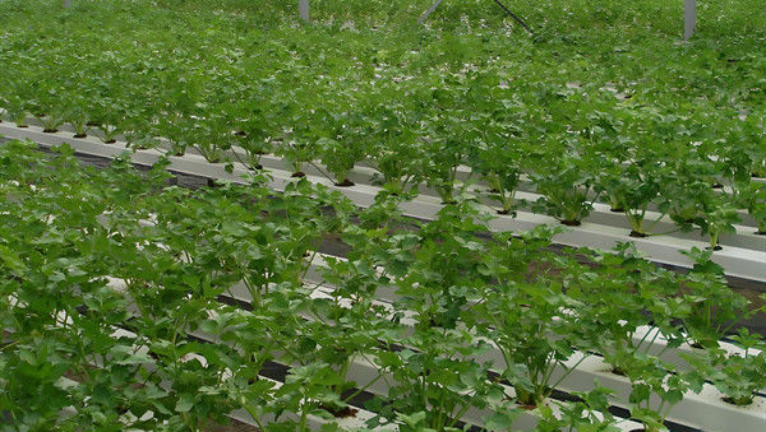 Agricultural Multispan Greenhouse Complete Hydroponic Nft Greenhouse