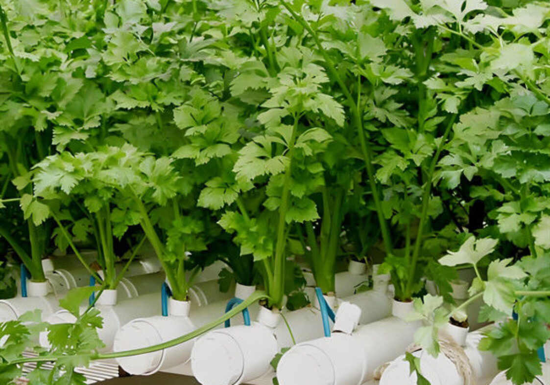 Agricultural Multispan Greenhouse Complete Hydroponic Nft Greenhouse