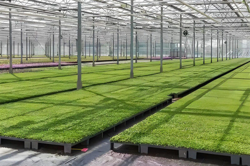 Agricultural Multispan Greenhouse Complete Hydroponic Nft Greenhouse