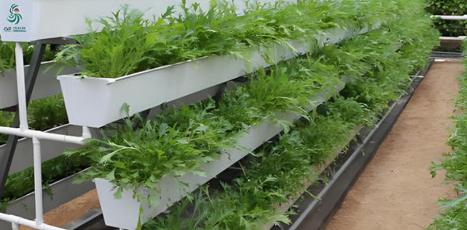 Agricultural NFT Vertical Growing Greenhouse Soilless Greenhouse Multi Span