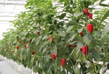 Agricultural NFT Vertical Growing Greenhouse Soilless Greenhouse Multi Span