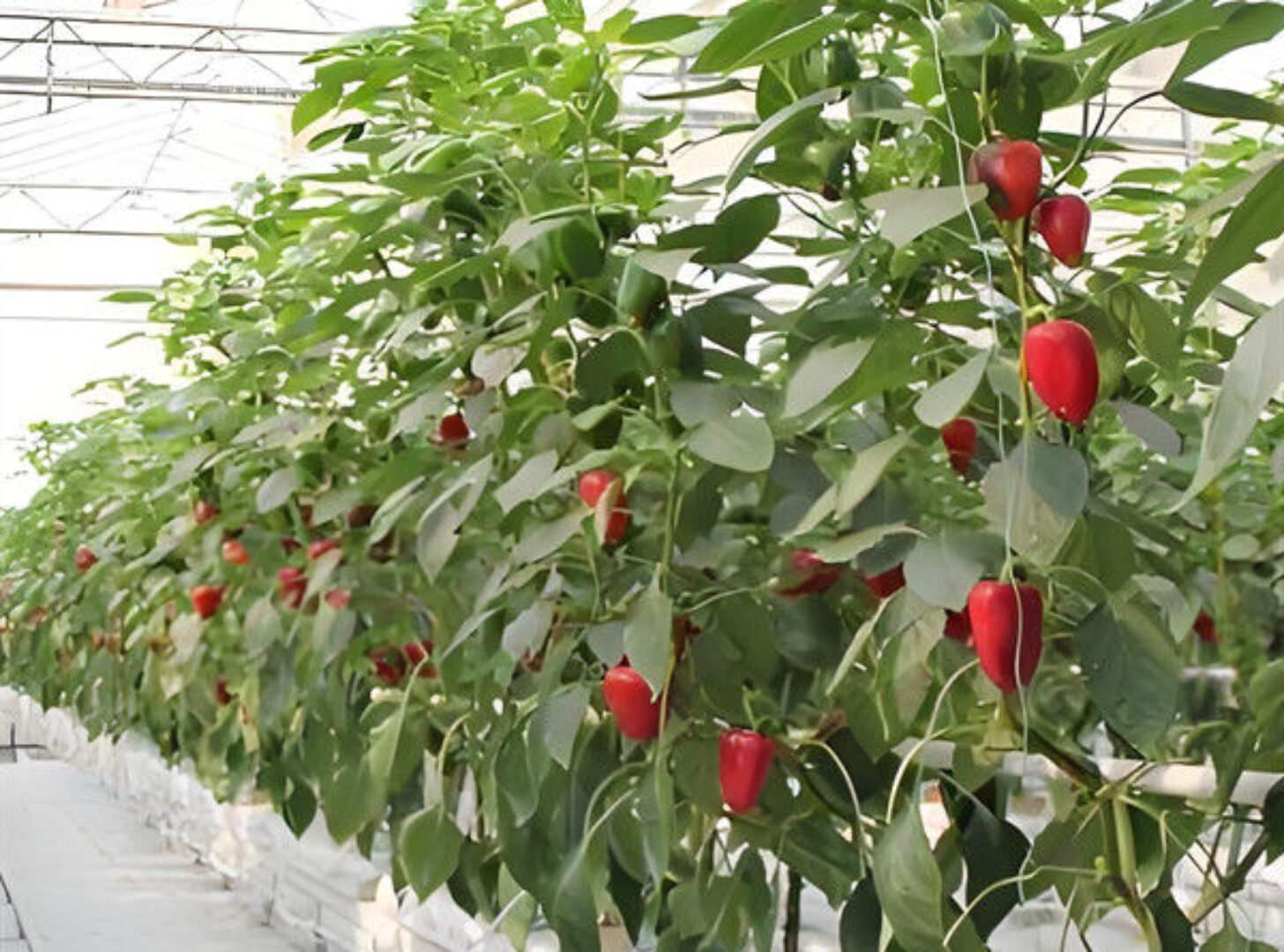 Agricultural NFT Vertical Growing Greenhouse Soilless Greenhouse Multi Span