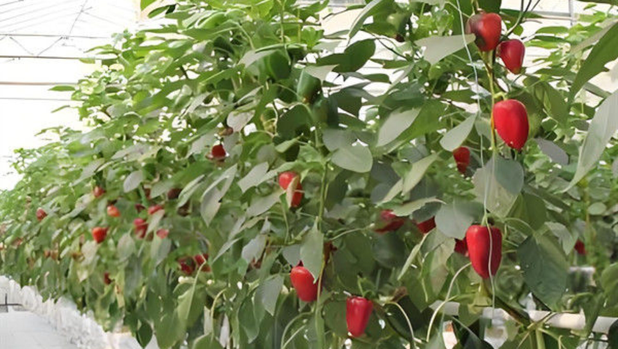 Agricultural NFT Vertical Growing Greenhouse Soilless Greenhouse Multi Span