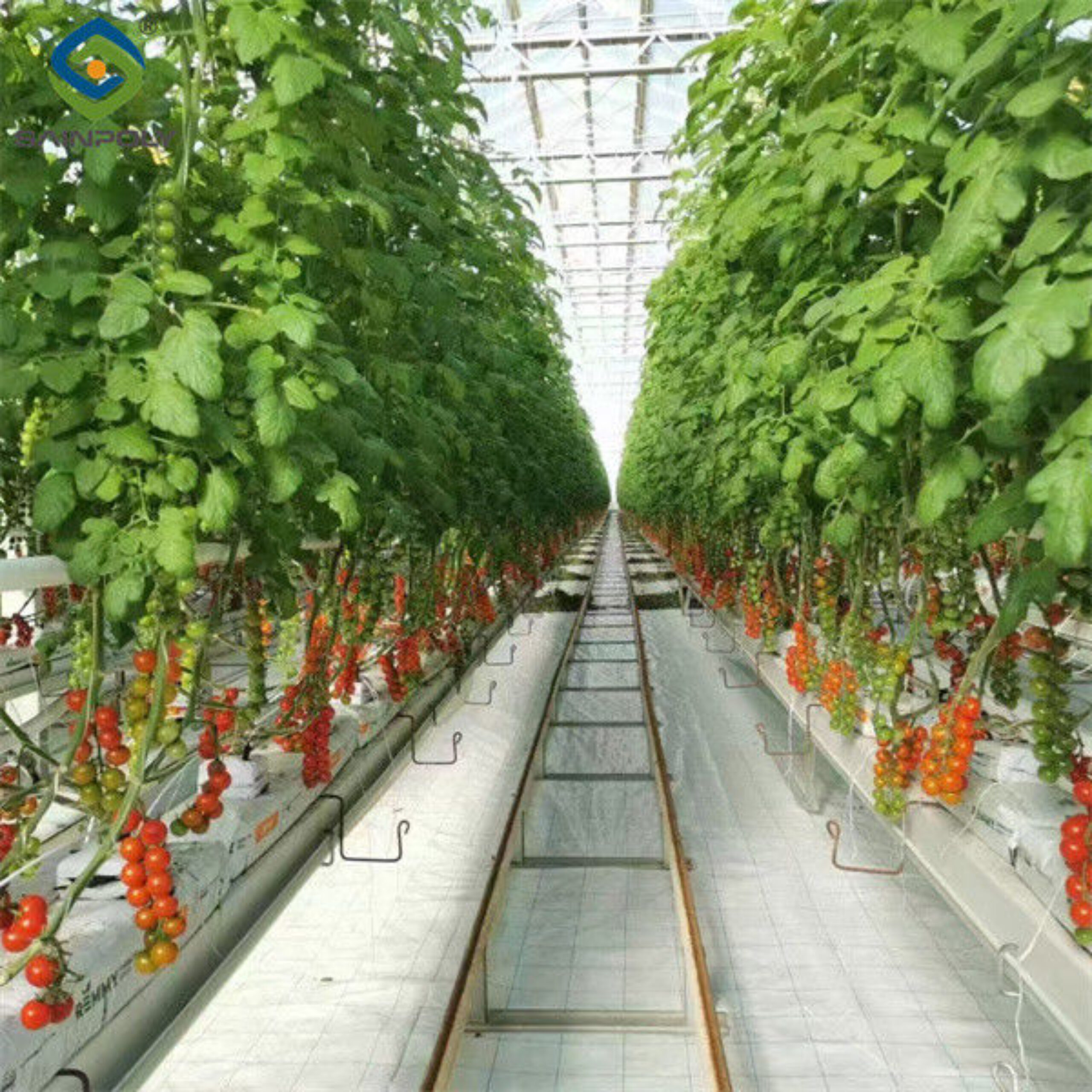 Agriculture Cherry Tomato Greenhouse Vegetables Greenhouse Anti Corrosion