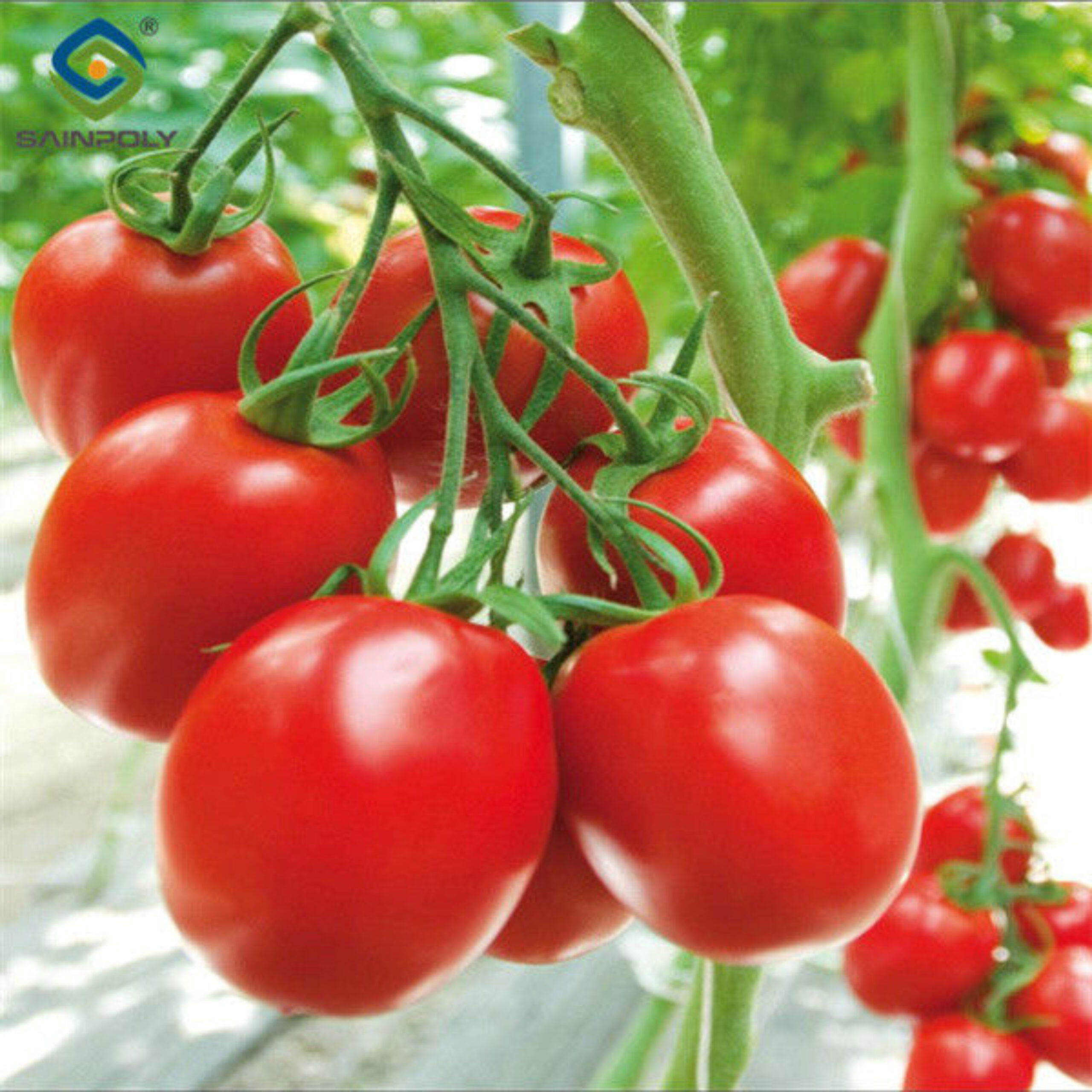 Agriculture Cherry Tomato Greenhouse Vegetables Greenhouse Anti Corrosion