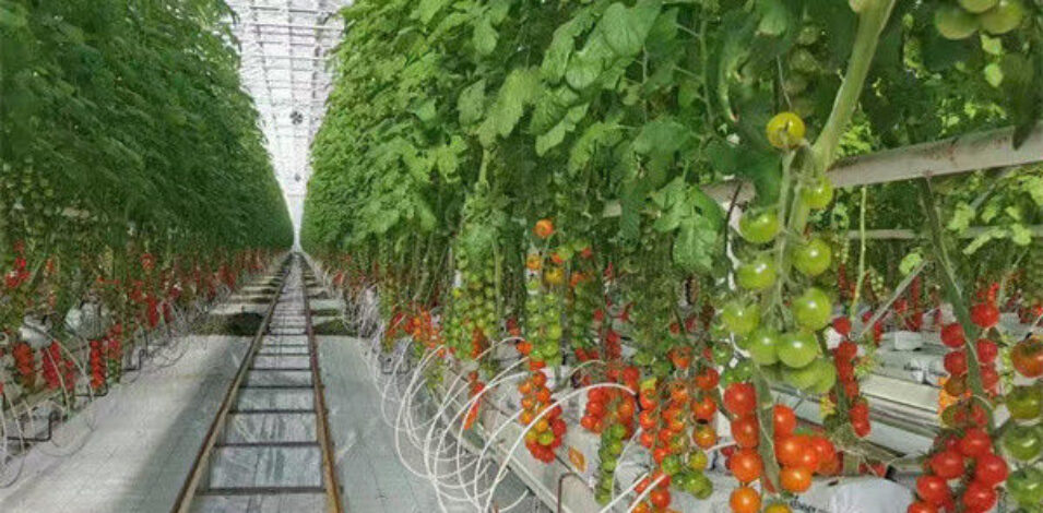 Agriculture Cherry Tomato Greenhouse Vegetables Greenhouse Anti Corrosion