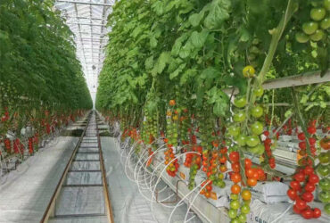 Agriculture Cherry Tomato Greenhouse Vegetables Greenhouse Anti Corrosion