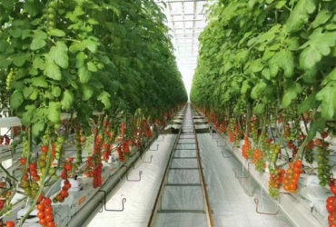 Agriculture Cherry Tomato Greenhouse Vegetables Greenhouse Anti Corrosion