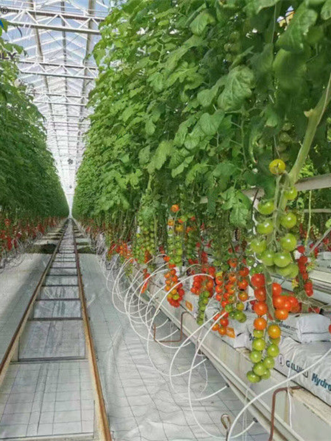 Agriculture Cherry Tomato Greenhouse Vegetables Greenhouse Anti Corrosion